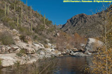 canyon, stream, and cactuses